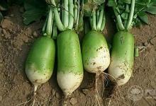 白蘿卜和它一起吃 能抗癌、降三高、預防感冒···