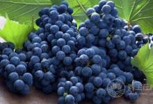 吃什么水果補腎？8種補腎水果推薦