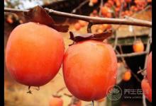 又是一年柿子成熟時候,柿子雖然好吃,但別吃太多