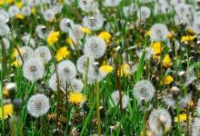 蒲公英根怎么吃養(yǎng)生功效大