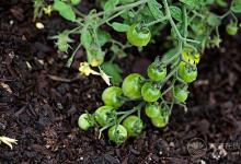 夏天吃西紅柿還有這么多禁忌？好多第一次聽說