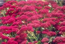 紅景天的功效與作用紅景天的用藥禁忌