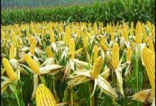 常吃玉米有4大好處，它的須別扔！也很養生