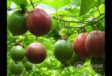 百香果一天吃幾個最好，吃多了百香果會怎樣？