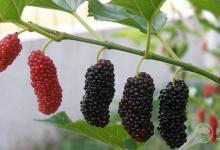 酒精過敏怎么辦 治療酒精過敏的偏方