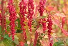 這種紅色食物可減肥防三高，還防癌