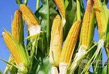 玉米不只是用來吃的,還是用來“用”的