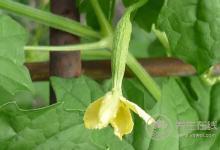 5種食物幫助身體排毒，長痘、臉色暗黃都需要