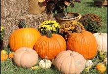 南瓜營養好,但別和這3種食物搭配吃