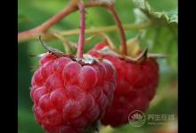 小時候吃的野果,竟有這么多功效