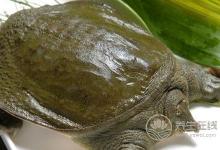 甲魚湯營養豐富,喝甲魚湯的功效是什么?