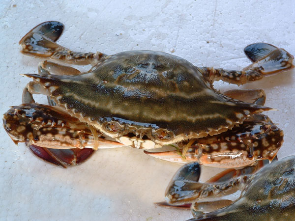 怎么快速挑選并且鑒別海螃蟹的好壞