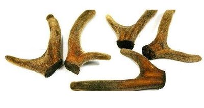 鹿茸應該怎么吃鹿茸和什么一起燉好 鹿茸應該怎么吃鹿茸和什么一起燉好