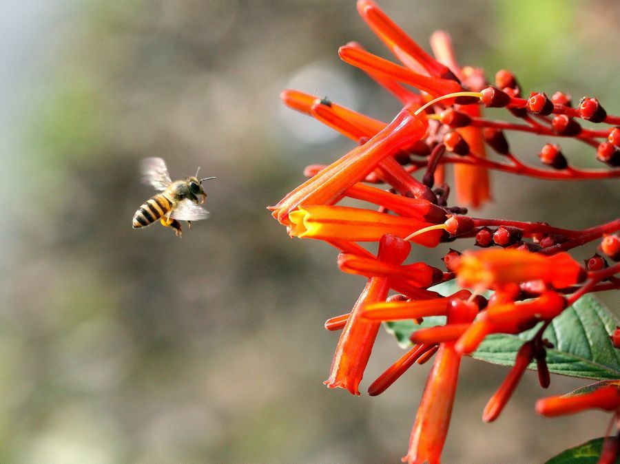 吃紅花滋補(bǔ)身體的效果如何會上火嗎 吃紅花滋補(bǔ)身體的效果如何會上火嗎