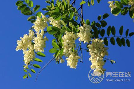 槐花有哪些禁忌呢? 槐花有哪些禁忌呢?