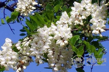 洋槐花有毒沒有?