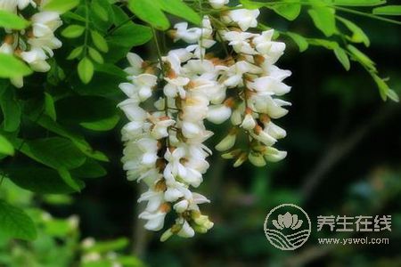 槐花有哪些吃法? 槐花有哪些吃法?