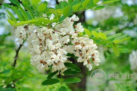 槐花有哪些吃法? 槐花有哪些吃法?