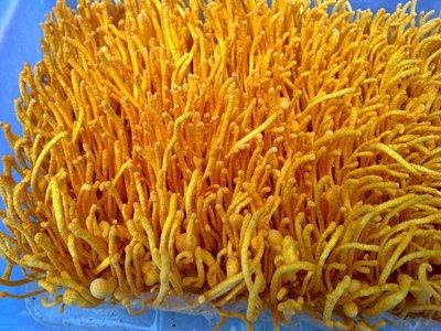 蟲草一次服用量達(dá)到多少效果最好