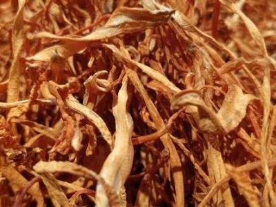 不同大小的蟲草之間存在著哪些區(qū)別