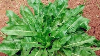 吃哪些食物可以起到好的消斑效果 吃哪些食物可以起到好的消斑效果