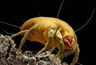 面部除螨蟲的方法以及房間除螨的方法