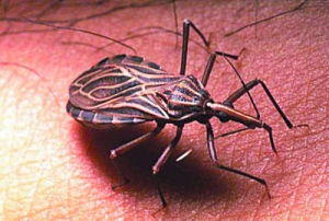 人體皮膚經常出現的寄生蟲種類有哪些 人體皮膚經常出現的寄生蟲種類有哪些