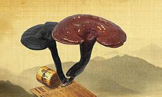 靈芝與哪種中藥搭配治療效果最好