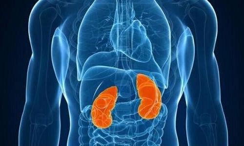 腎對于身體的重要性 中醫(yī)治療腎病的方法-易網(wǎng)健康<a href=http://www.jsjjzhkt.cn/jkys/ target=_blank class=infotextkey>養(yǎng)生</a>網(wǎng) 腎對于身體的重要性 中醫(yī)治療腎病的方法