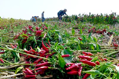 吃辣椒有哪些作用吃辣椒可以減肥-易網(wǎng)健康<a href=http://www.jsjjzhkt.cn/jkys/ target=_blank class=infotextkey>養(yǎng)生</a>網(wǎng) 吃辣椒有哪些作用吃辣椒可以減肥