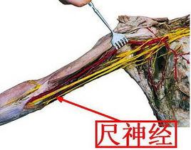 尺神經(jīng)是什么一旦損傷需要怎樣康復(fù)
