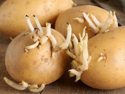 誤食了發芽的土豆如何避免中毒情況