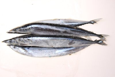 海魚(yú)有哪些不同的種類(lèi)常見(jiàn)海魚(yú)有哪些