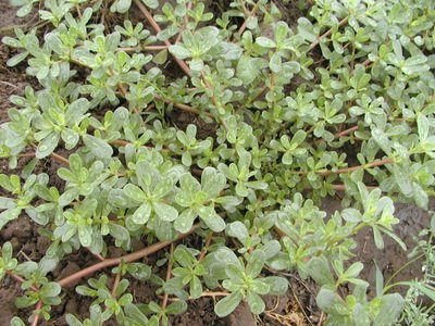 馬齒莧治療白頭發的有效使用方法-易網健康<a href=http://www.jsjjzhkt.cn/jkys/ target=_blank class=infotextkey>養生</a>網 馬齒莧治療白頭發的有效使用方法