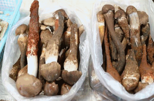 云南人吃菌子中毒后 看見的五彩小人長啥樣?-易網健康<a href=http://www.jsjjzhkt.cn/jkys/ target=_blank class=infotextkey>養生</a>網 云南人吃菌子中毒后 看見的五彩小人長啥樣?