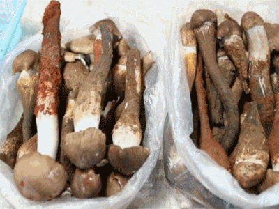 云南人吃菌子中毒后 看見的五彩小人長啥樣？