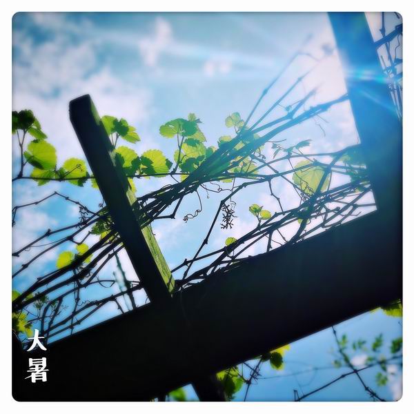 大暑:荔枝蜜糖飲,端居一院中-易網健康<a href=http://www.jsjjzhkt.cn/jkys/ target=_blank class=infotextkey>養生</a>網 大暑:荔枝蜜糖飲,端居一院中