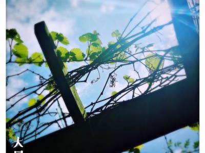 大暑：荔枝蜜糖飲，端居一院中