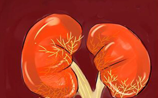 腎病患者適合吃什么有腎病吃什么好