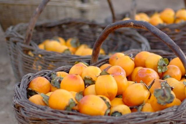 柿子泡酒的功效以及柿子泡酒的方法-易網(wǎng)健康<a href=http://www.jsjjzhkt.cn/jkys/ target=_blank class=infotextkey>養(yǎng)生</a>網(wǎng) 柿子泡酒的功效以及柿子泡酒的方法