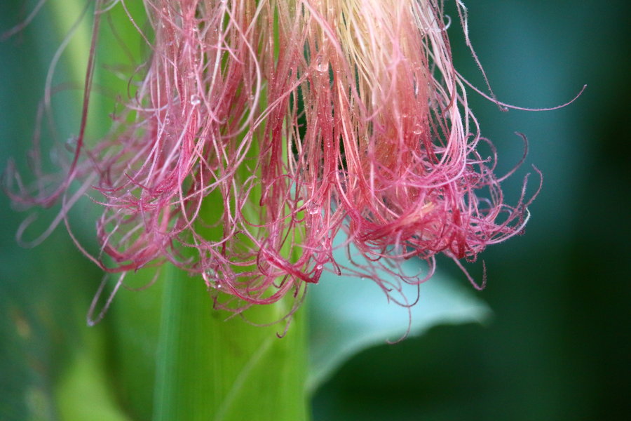 玉米須的攝入方法以及玉米須對身體的危害-易網健康<a href=http://www.jsjjzhkt.cn/jkys/ target=_blank class=infotextkey>養生</a>網 玉米須的攝入方法以及玉米須對身體的危害