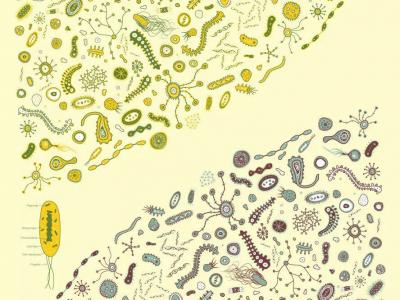 常喝益生菌有利于女性健康