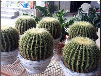 仙人球的藥用價(jià)值可不可以利用仙人球治胃病