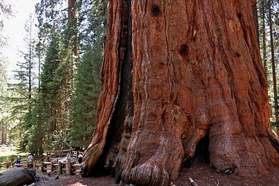 紅杉樹的功效以及紅杉樹的藥用價值-易網健康<a href=http://www.jsjjzhkt.cn/jkys/ target=_blank class=infotextkey>養生</a>網 紅杉樹的功效以及紅杉樹的藥用價值