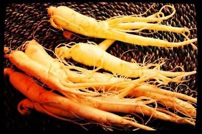 鮮人參的保存方法是否適合冷凍保存-易網健康<a href=http://www.jsjjzhkt.cn/jkys/ target=_blank class=infotextkey>養生</a>網 鮮人參的保存方法是否適合冷凍保存