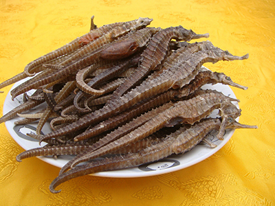 海馬的營養功效以及海馬的食用方法-易網健康<a href=http://www.jsjjzhkt.cn/jkys/ target=_blank class=infotextkey>養生</a>網 海馬的營養功效以及海馬的食用方法