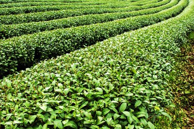 哪些茶葉對(duì)于肝臟的養(yǎng)肝護(hù)肝效果最好-易網(wǎng)<a href=http://www.jsjjzhkt.cn/ target=_blank class=infotextkey>健康養(yǎng)生</a>網(wǎng) 哪些茶葉對(duì)于肝臟的養(yǎng)肝護(hù)肝效果最好