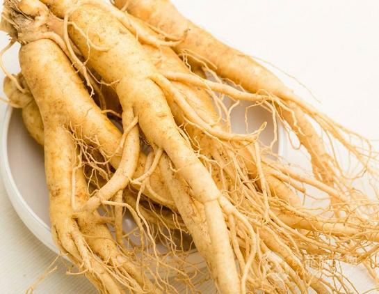 野人參應該如何服用藥用效果最好-易網健康<a href=http://www.jsjjzhkt.cn/jkys/ target=_blank class=infotextkey>養生</a>網 野人參應該如何服用藥用效果最好