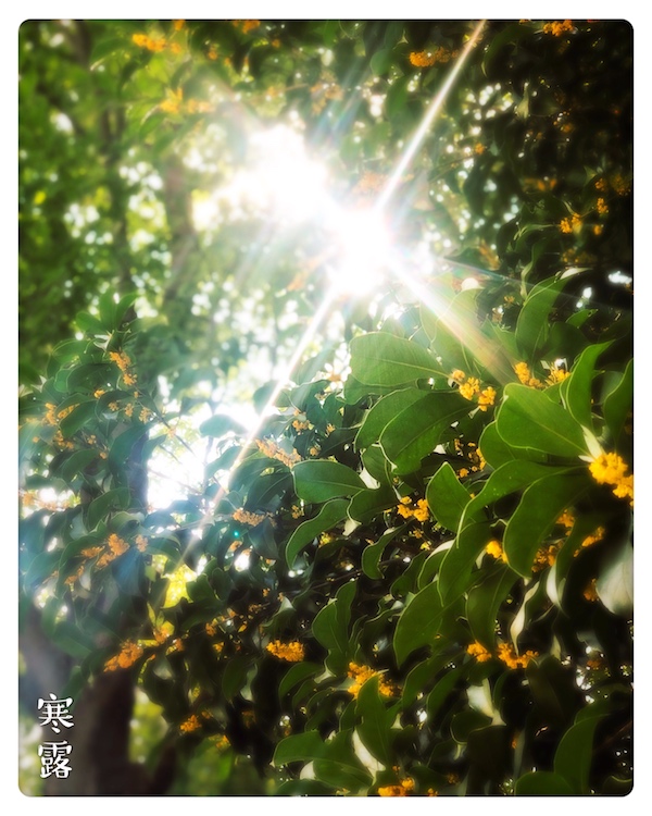 寒露：香酥炸藕餅，寥寥天宇空