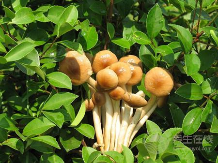 茶樹菇排骨湯的做法 茶樹菇的營養(yǎng)價(jià)值-易網(wǎng)健康養(yǎng)生網(wǎng) 茶樹菇排骨湯的做法 茶樹菇的營養(yǎng)價(jià)值